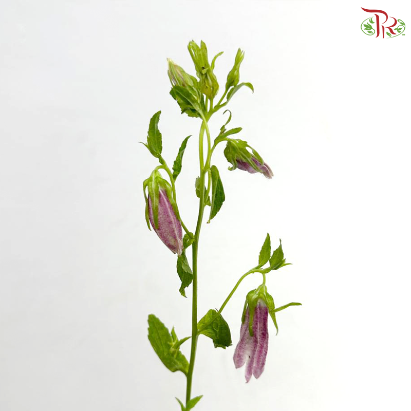 Spotted Bell Flower (Per Bunch)