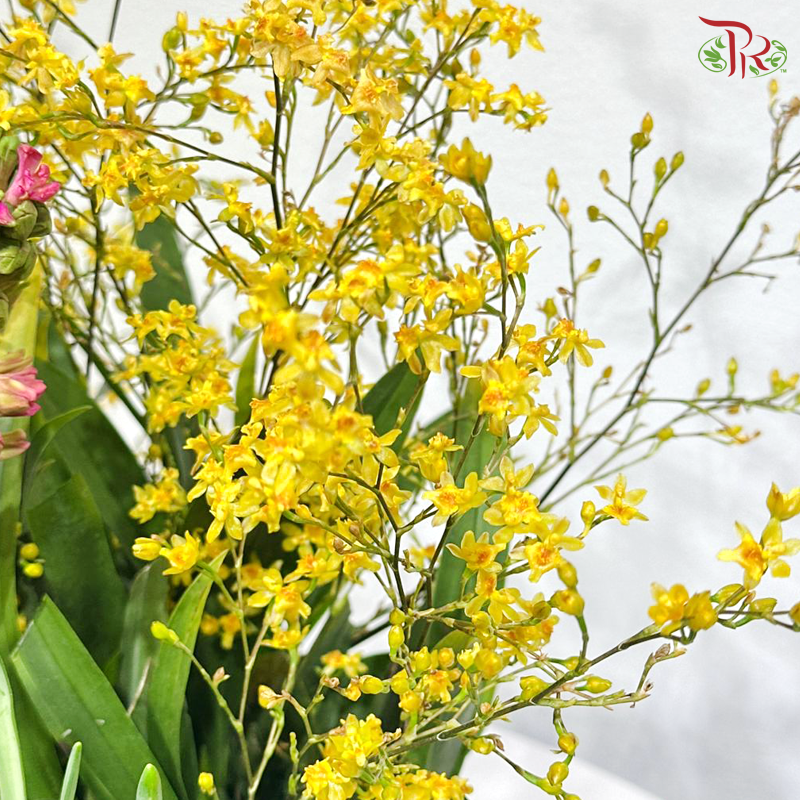 【CNY 2026】Spring Collection《春日精选》