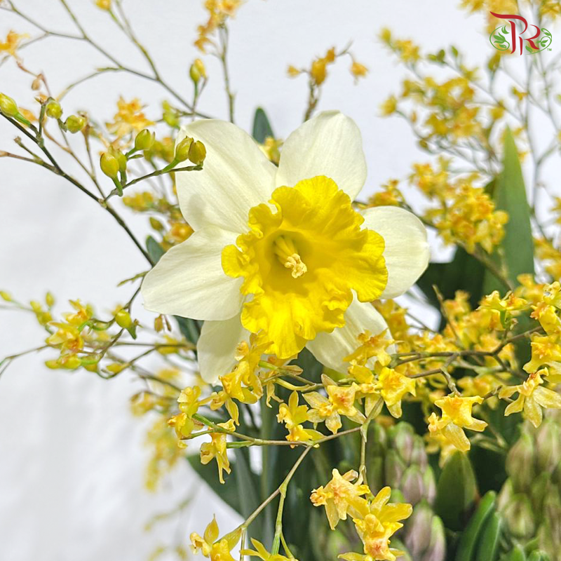 【CNY 2026】Spring Collection《春日精选》