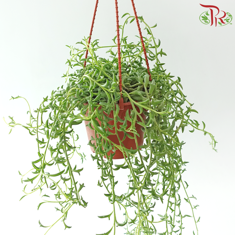 String of Dolphins P120《海豚弦月》