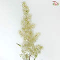 Sorbaria Sorbifolia - White (Per Bunch)