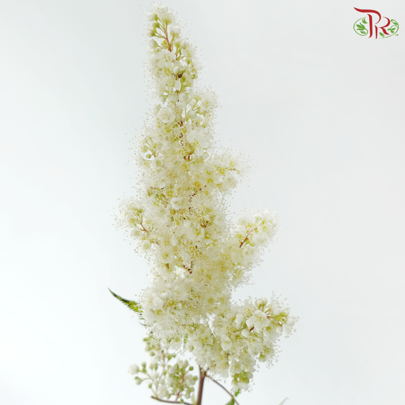 Sorbaria Sorbifolia - White (Per Bunch)