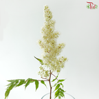 Sorbaria Sorbifolia - White (Per Bunch)