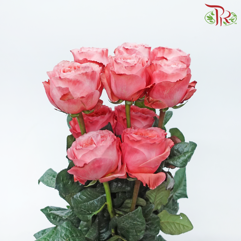 Star Rose Garden - Candy / Pink X-Pression (10 Stems)