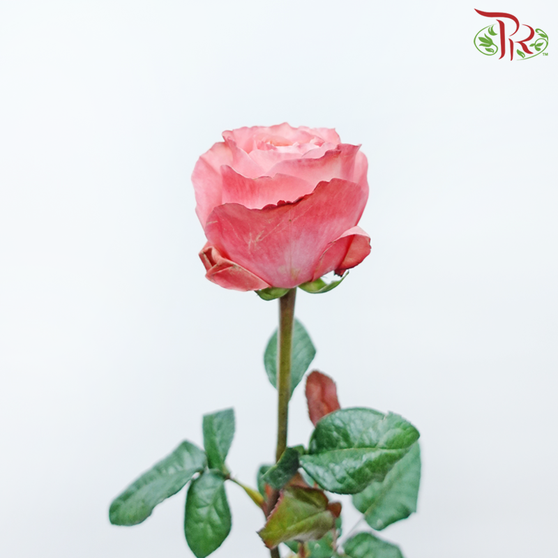 Star Rose Garden - Candy / Pink X-Pression (10 Stems)