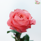 Star Rose Garden - Pink X-Pression (10 Stems)