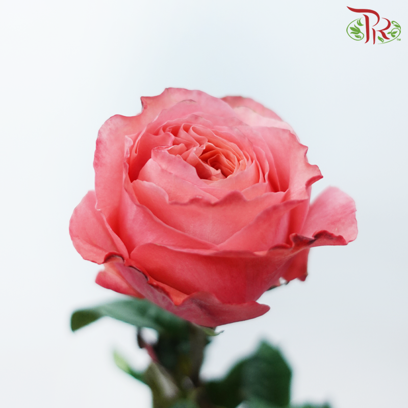 Star Rose Garden - Candy / Pink X-Pression (10 Stems)