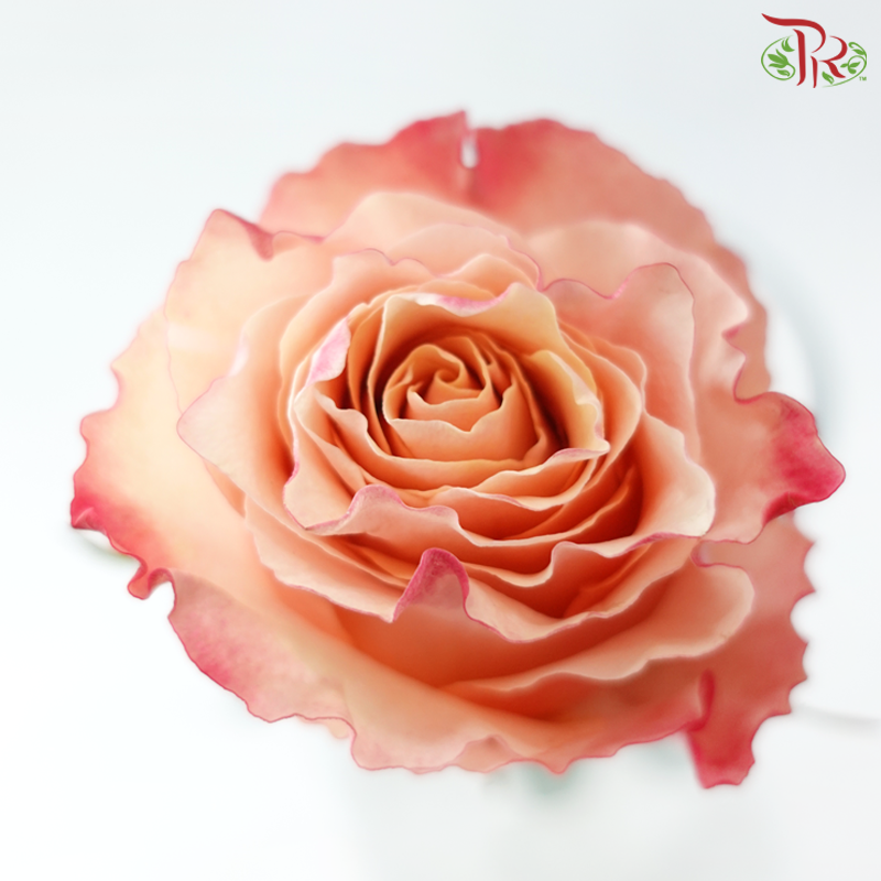 Rose Carpe Diem (10 Stems) Same day delivery by Pudu Ria Florist
