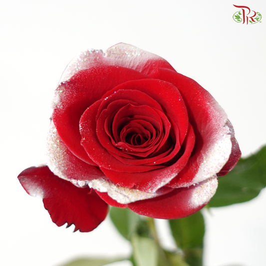 Star Rose - Christmas 8 (10 Stems)