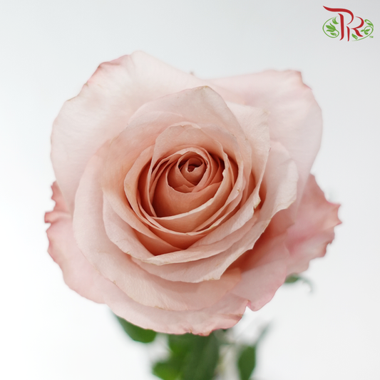 Star Rose - Fascination (10 Stems)