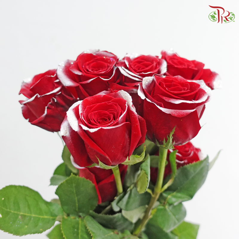 Star Rose - Christmas 8 (10 Stems)