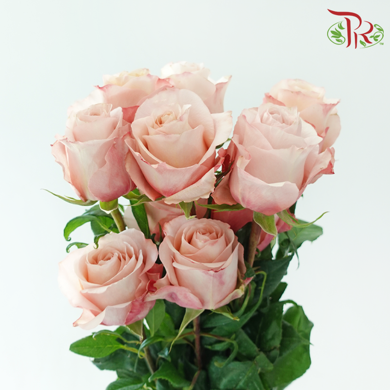 Star Rose - Fascination (10 Stems)