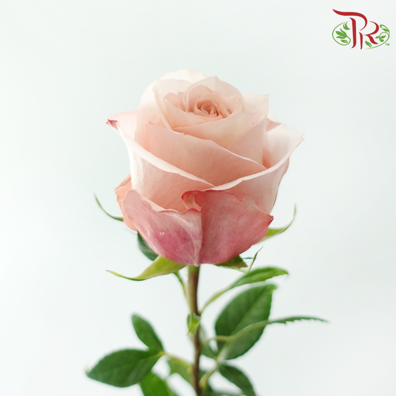 Star Rose - Fascination (10 Stems)