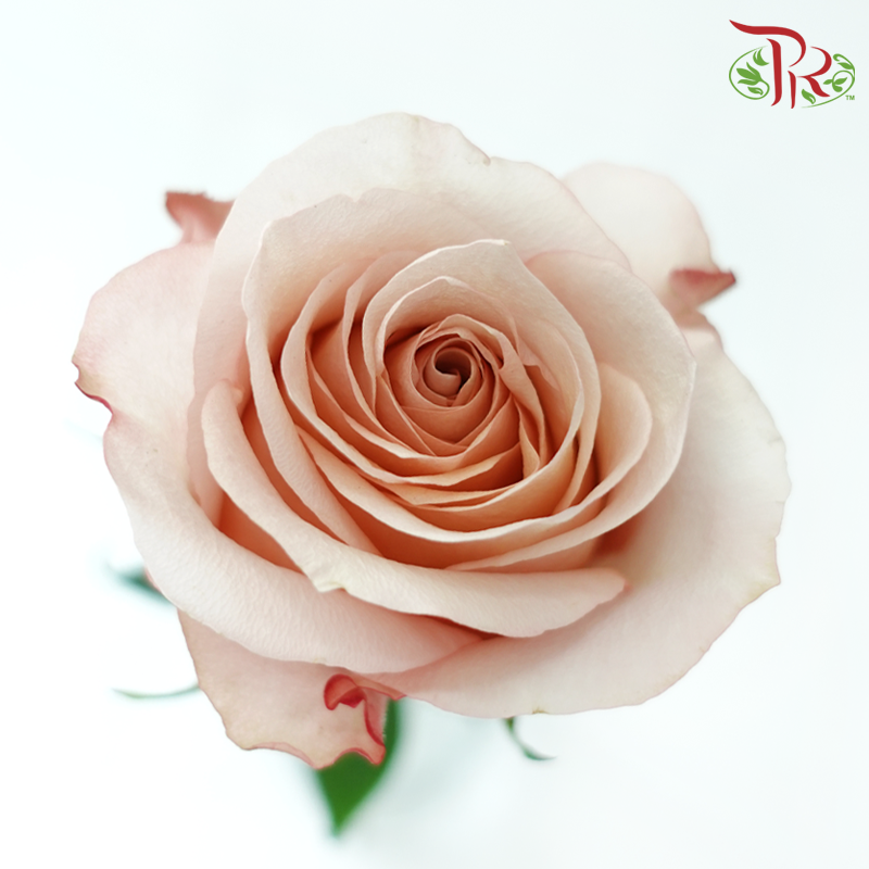 Star Rose - Fascination (10 Stems)