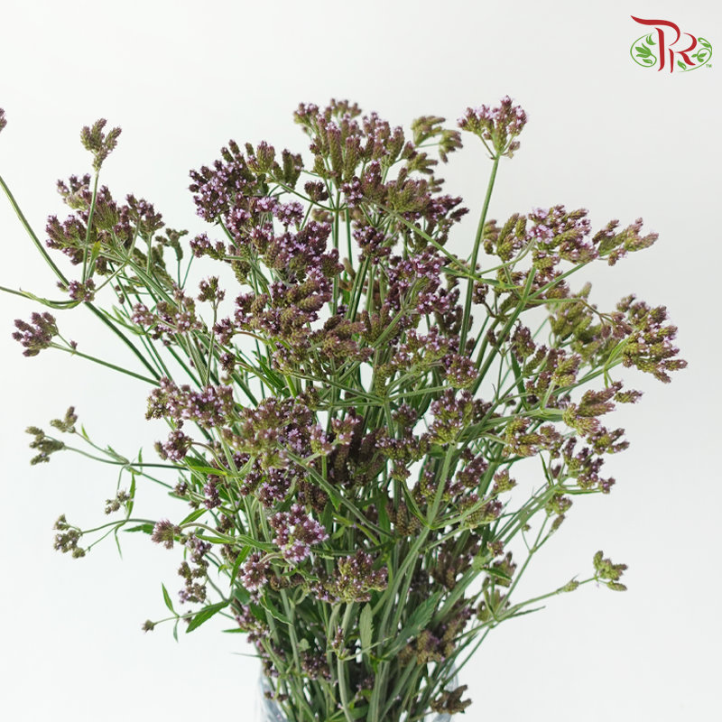 Verbena - (10 Stems)