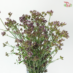 Verbena - (10 Stems)