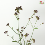 Verbena - (10 Stems)