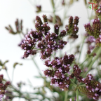 Verbena - (10 Stems)