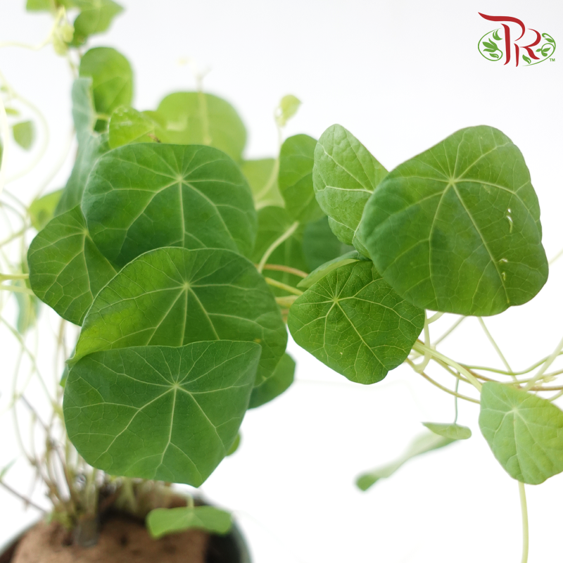 Stephania SPP P120《山乌龟》