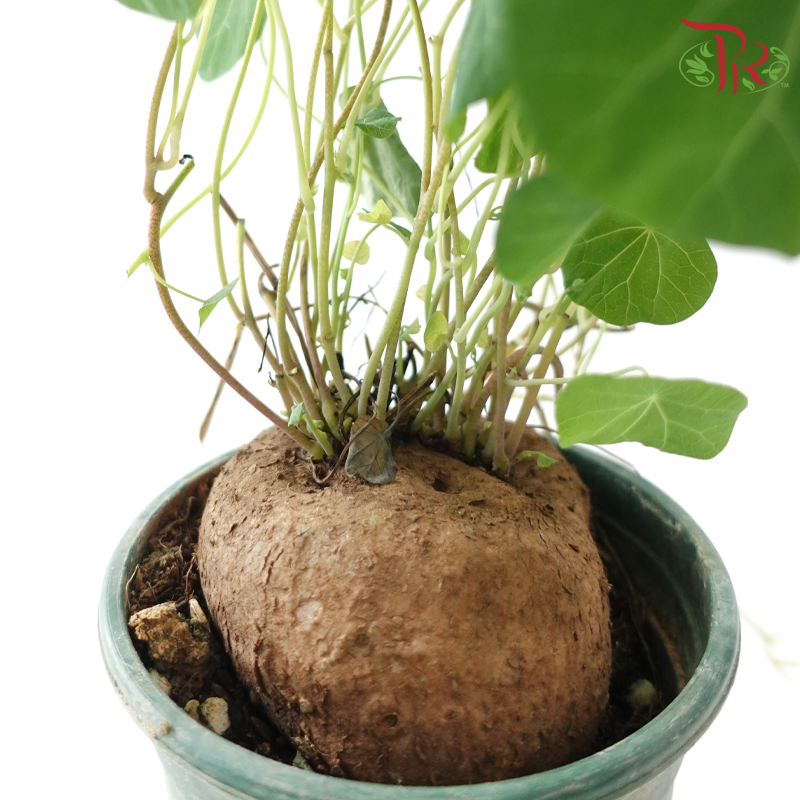 Stephania SPP P120《山乌龟》