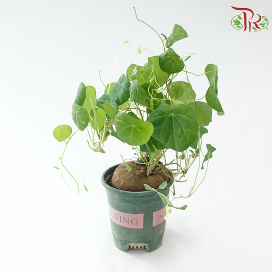 Stephania SPP P120《山乌龟》