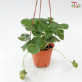 Strawberry P150《草莓》