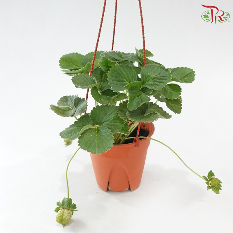 Strawberry P150《草莓》