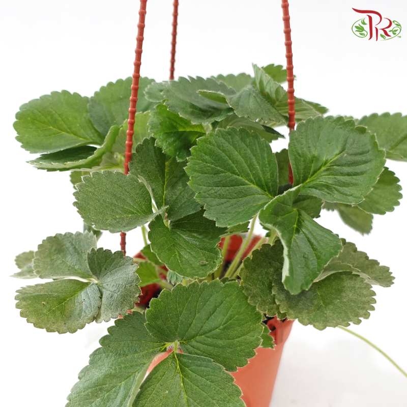 Strawberry P150《草莓》