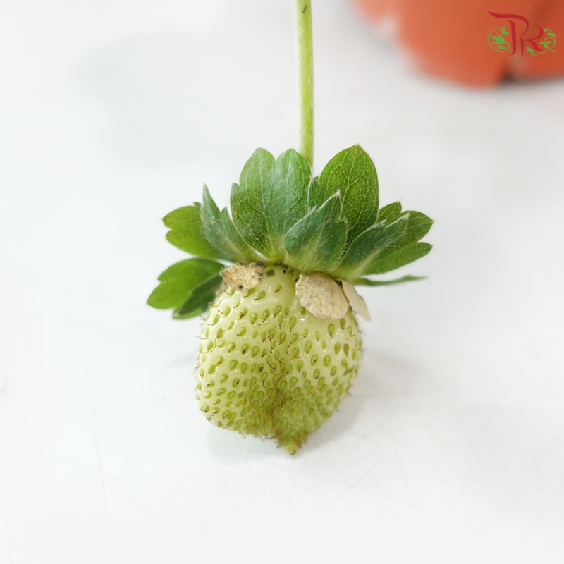 Strawberry P150《草莓》