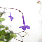 Streptocarpella P150《海豚花》- no flower