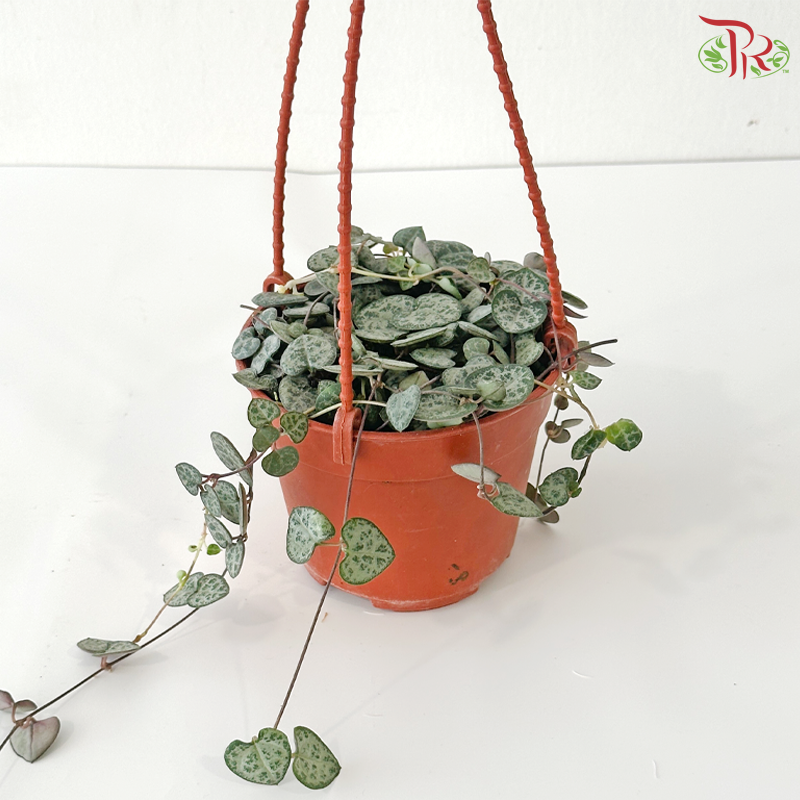 String of Heart (Ceropegia Woodii) P105 J01《爱之蔓》