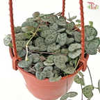 String of Heart (Ceropegia Woodii) P105 J01《爱之蔓》