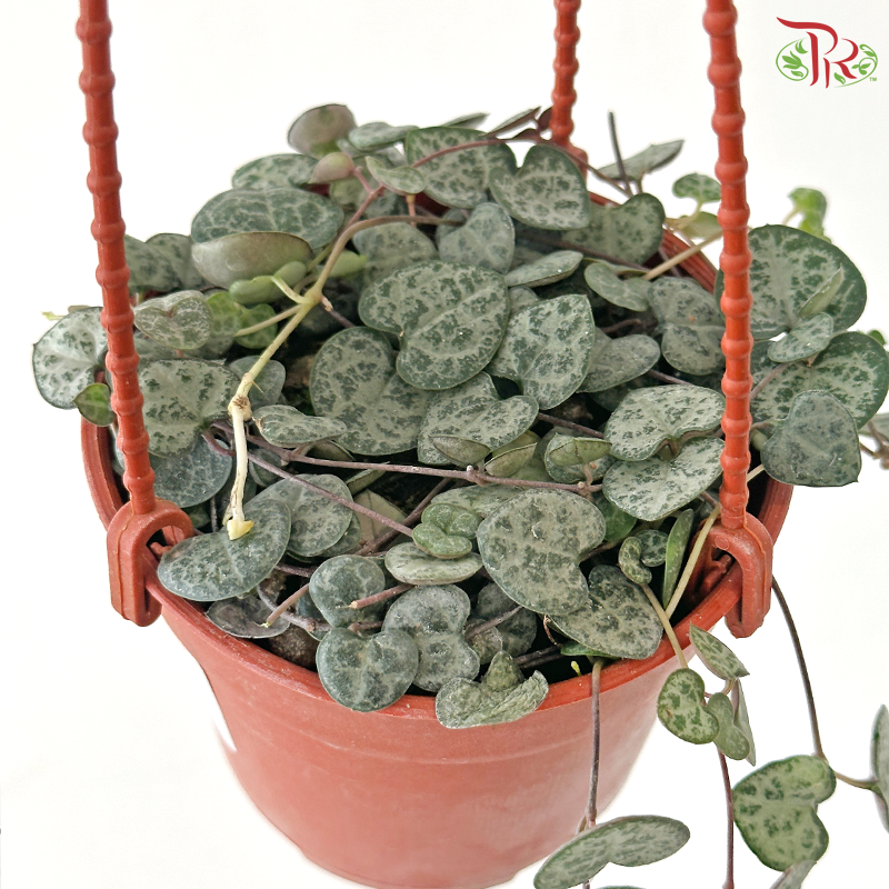 String of Heart (Ceropegia Woodii) P105 J01《爱之蔓》