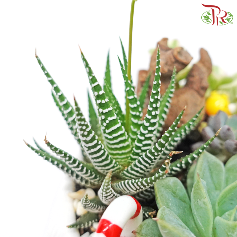 Succulent - Plant Arrangement《多肉组盆》 - Pudu Ria Florist
