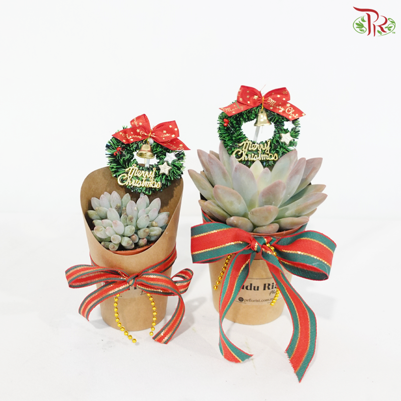 Merry Succu-Christmas P85/P55 (Succulent Plant) (Random Choose Plant & Deco) (With Size Options)