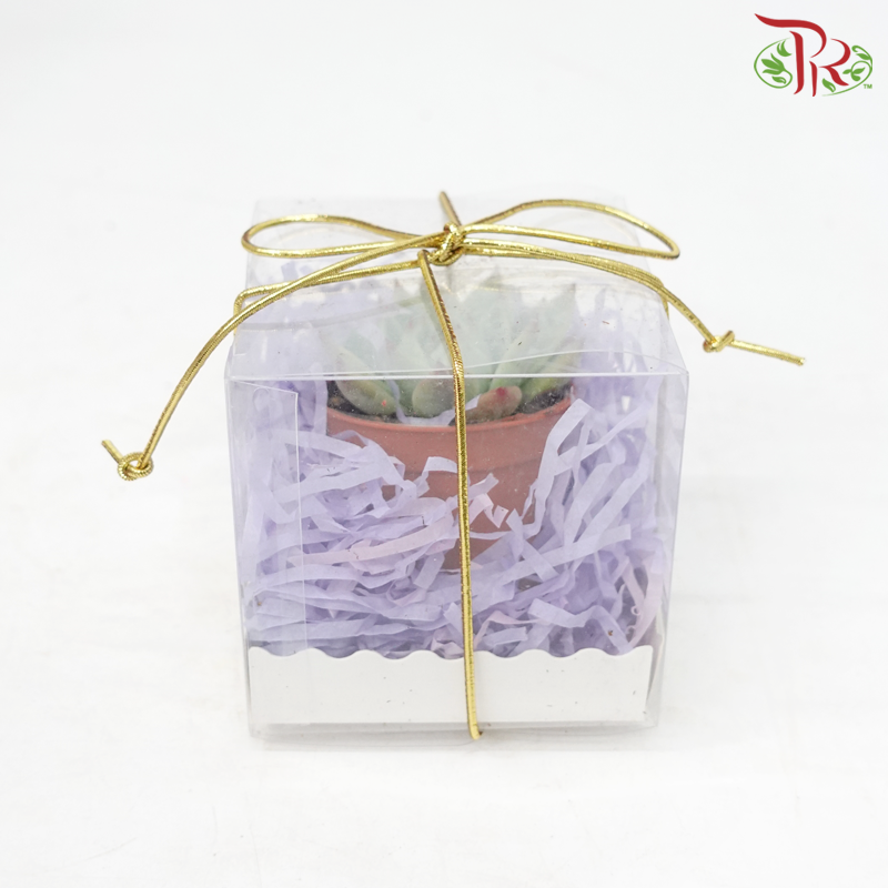 【Gift Series】Succulent Mystery Box (Random Choose Succulent)