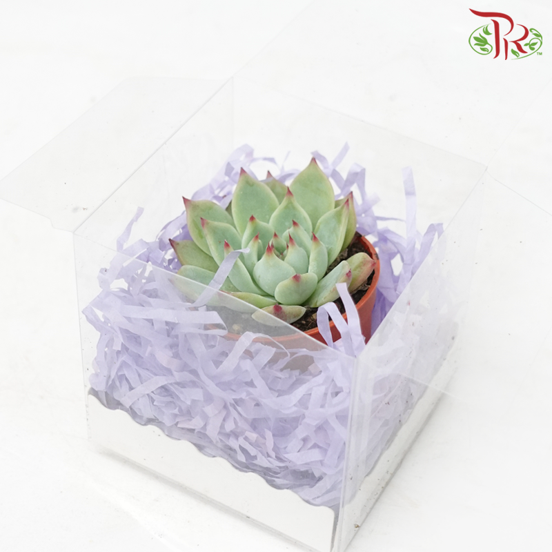 【Gift Series】Succulent Mystery Box (Random Choose Succulent)