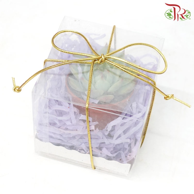 【Gift Series】Succulent Mystery Box (Random Choose Succulent)