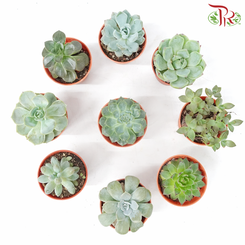 【Gift Series】Succulent Mystery Box (Random Choose Succulent)