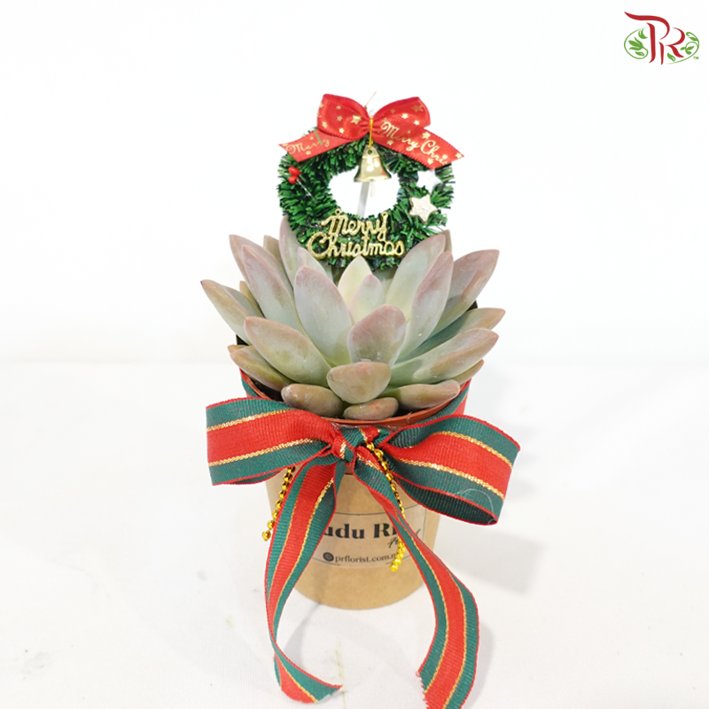 Merry Succu-Christmas P85/P55 (Succulent Plant) (Random Choose Plant & Deco) (With Size Options)