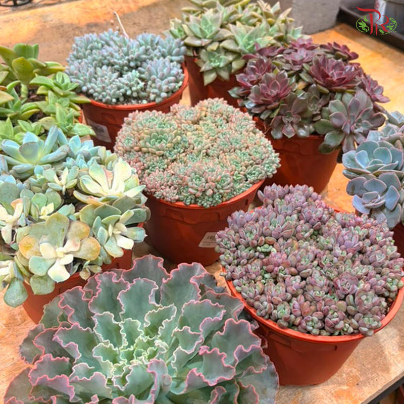Succulent Mix P150《多肉》(Random Choose Succulent)