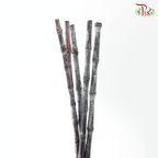 Sugar Cane Shine (5 Stems)