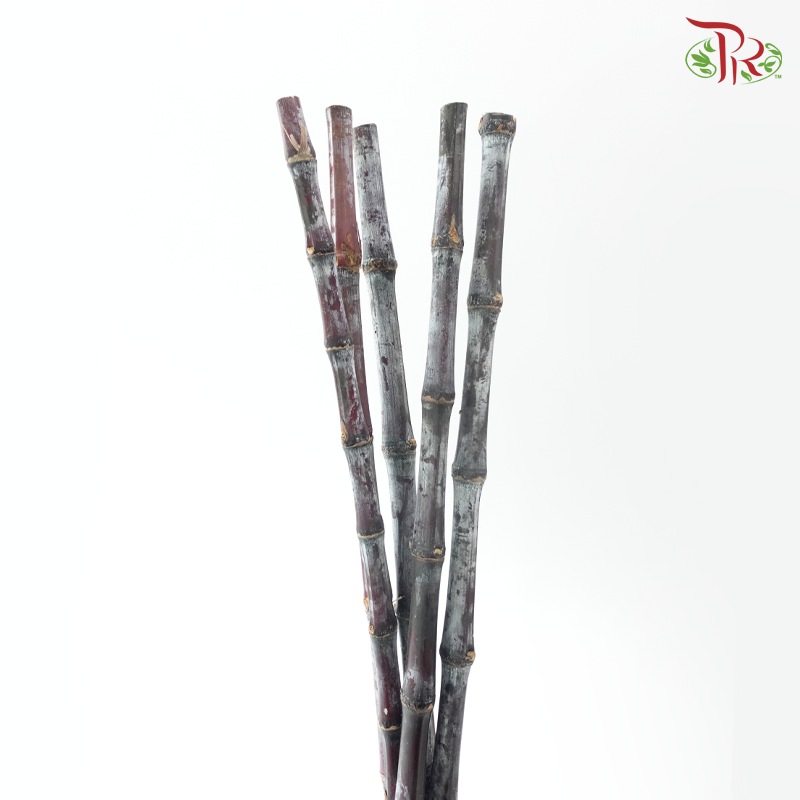Sugar Cane Shine (5 Stems)