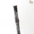 Sugar Cane Shine (5 Stems)