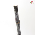 Sugar Cane Shine (5 Stems)