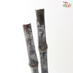 Sugar Cane Shine (5 Stems)