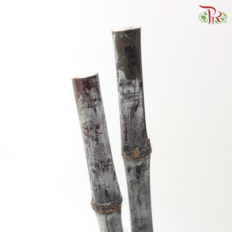 Sugar Cane Shine (5 Stems)