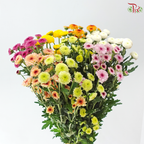 Sugar Rush Chrysanthemum Mix Bunch (Per Bunch)