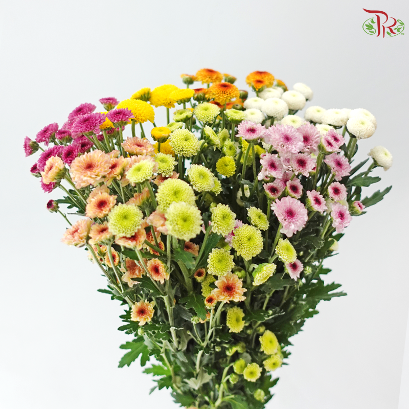 Sugar Rush Chrysanthemum Mix Bunch (Per Bunch)