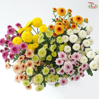 Sugar Rush Chrysanthemum Mix Bunch (Per Bunch)